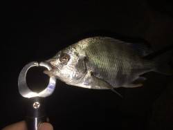 アジングのハズが…笑