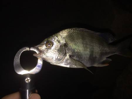 アジングのハズが…笑