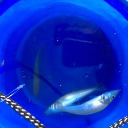 キスの刺身が食べたくて。