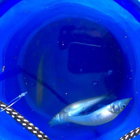 キスの刺身が食べたくて。