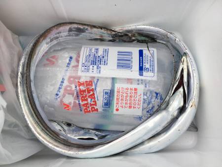 大サバ狙いでタチウオ