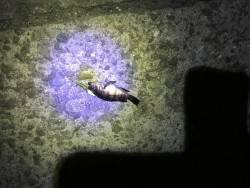 休日前のメバリング