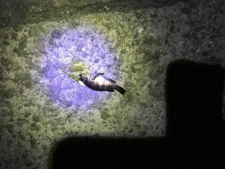 休日前のメバリング