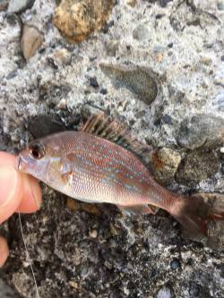 梅雨が休んでる間に