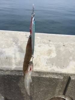 小さいけど青物w