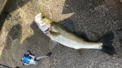 シーバス高活性、