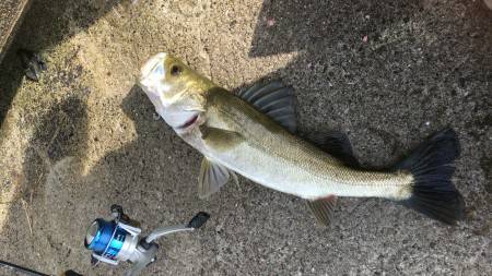 シーバス高活性、