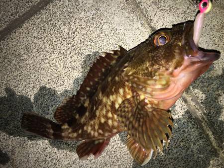 今年初アジング