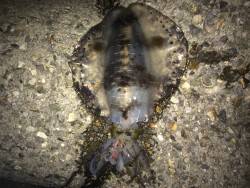 短時間エギング