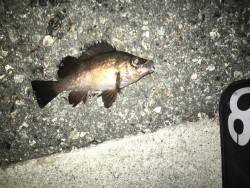 まだ釣れました