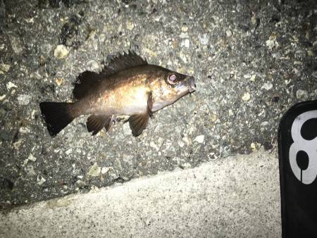 まだ釣れました