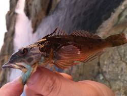 ロックフィッシュ