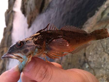 ロックフィッシュ