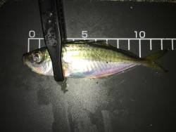 ライトゲーム！