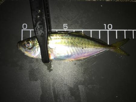 ライトゲーム！