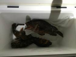 ティップが、、、、