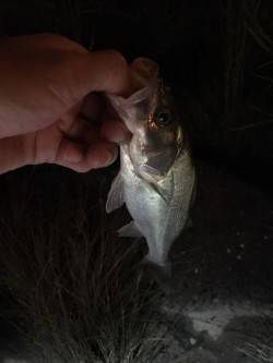 淀川キビレとシーバス