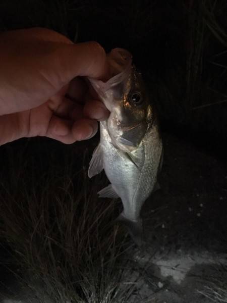 淀川キビレとシーバス