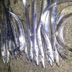 爆ってきました、夏のタチウオ！