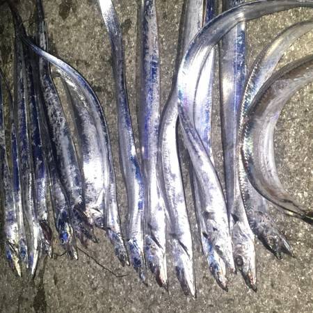 爆ってきました、夏のタチウオ！