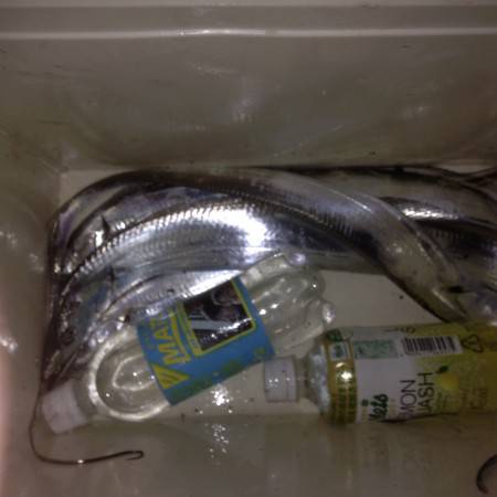 激混みワインド