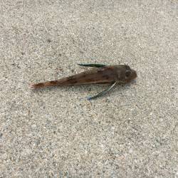 キスからのホウボウ！