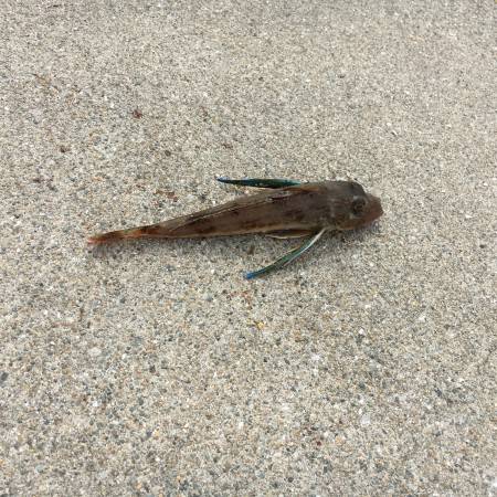 キスからのホウボウ！