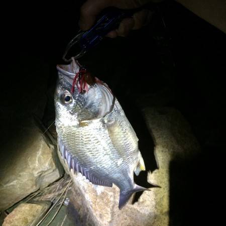 やっぱりチニング