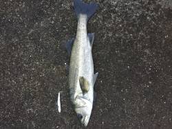 仕事前にちょっとシーバス