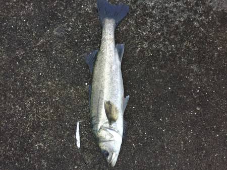 仕事前にちょっとシーバス