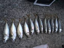 ガルプアジング