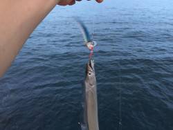 タチウオ注意報!!