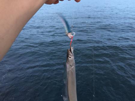 タチウオ注意報!!