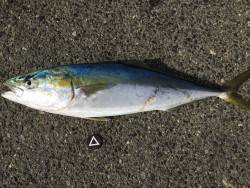 仕事終わりに青物調査