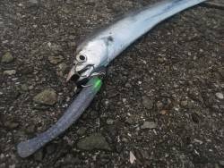 第二弾！夏タチ爆発！