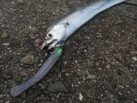 第二弾！夏タチ爆発！