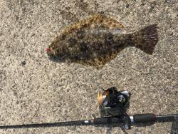 ロックフィッシュからのマゴチ