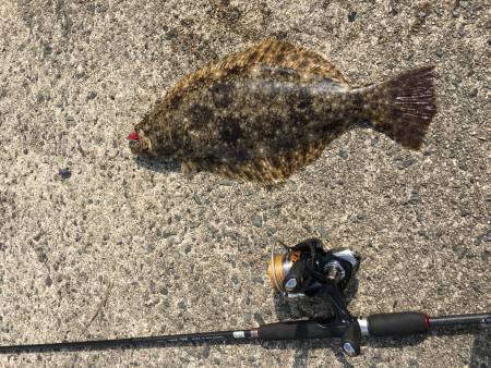 ロックフィッシュからのマゴチ