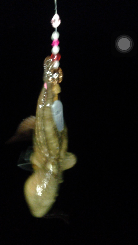 オクトパッシング