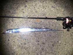 アジング外道でまさかの…