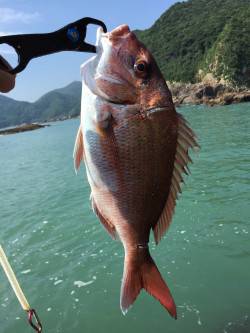 マルスズキ&真鯛& ガシラ&グレ&アジ