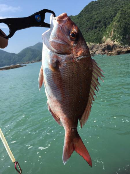 マルスズキ&真鯛& ガシラ&グレ&アジ