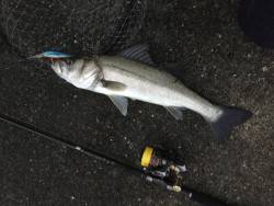 雨の中シーバス