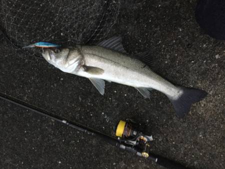 雨の中シーバス