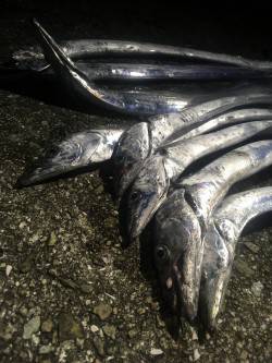 タチウオのライズを体験!