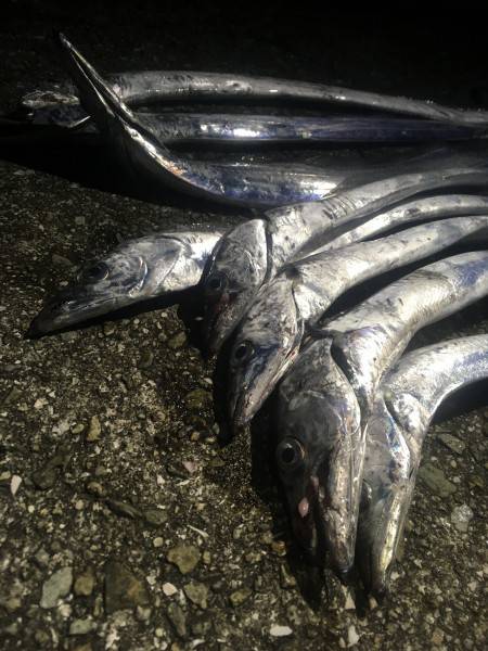 タチウオのライズを体験！