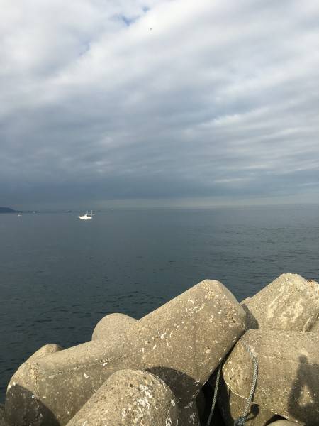 アオリ釣れました。