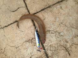 食欲旺盛なアジ