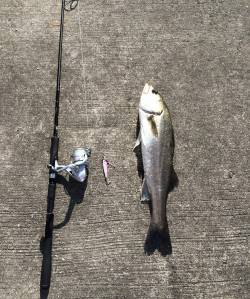 春太刀指4本半‼︎