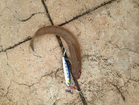 食欲旺盛なアジ